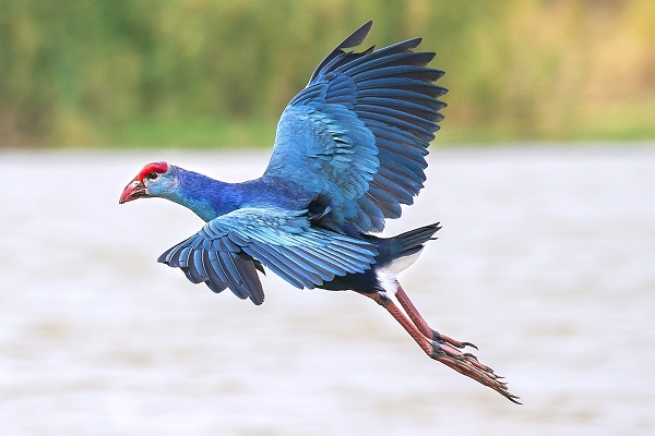 Grey headed Swamphen